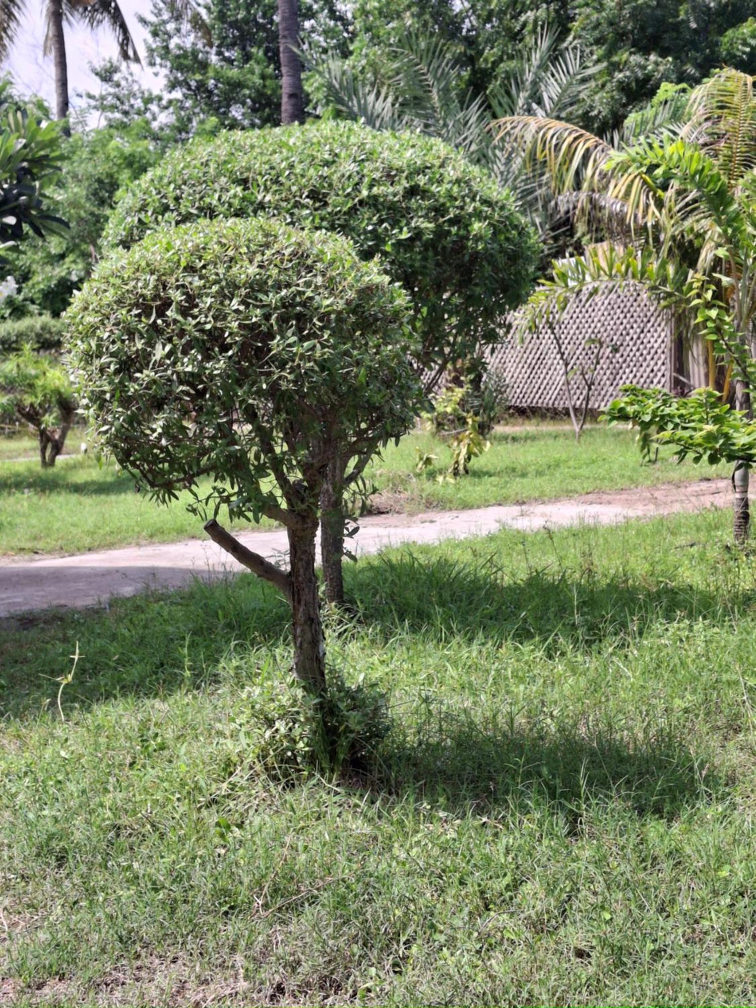 Cnunk Bungalow Gili Meno Exterior foto